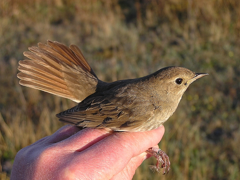 Thrush Nightingale, Sundre 20050510